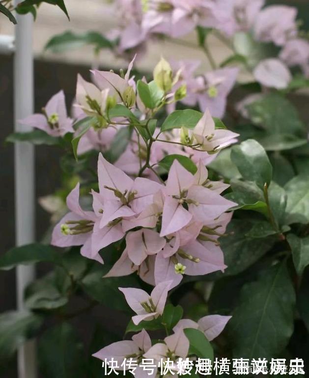 45种三角梅品种,红、橙、黄、绿、白、紫,每一种都很好看!