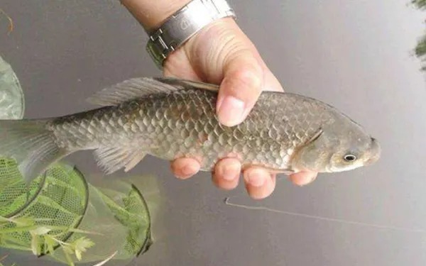 秋后降温，大鲫鱼不好钓？有这2大口诀，鱼获翻3倍！