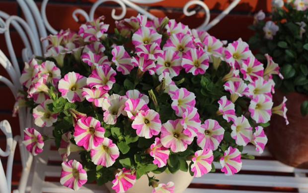 维生素、阿莫西林,秋季盆栽花草用一些,病虫害少很多!