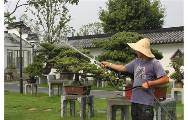 盆景|如何养好家中盆景 且看浇水功