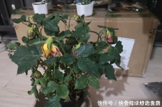 新手|刚入手的月季,有1点不要做,新手经常犯的错误,月季容易死掉!