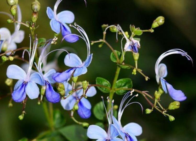  四溢|香气四溢的4种花，花型似玫瑰，比兰花还香，四季开花