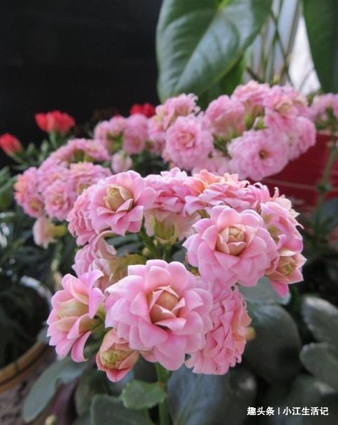 枯黄|养长寿花,牢记“4要点”,叶子翠绿花期长,开花开“爆盆”