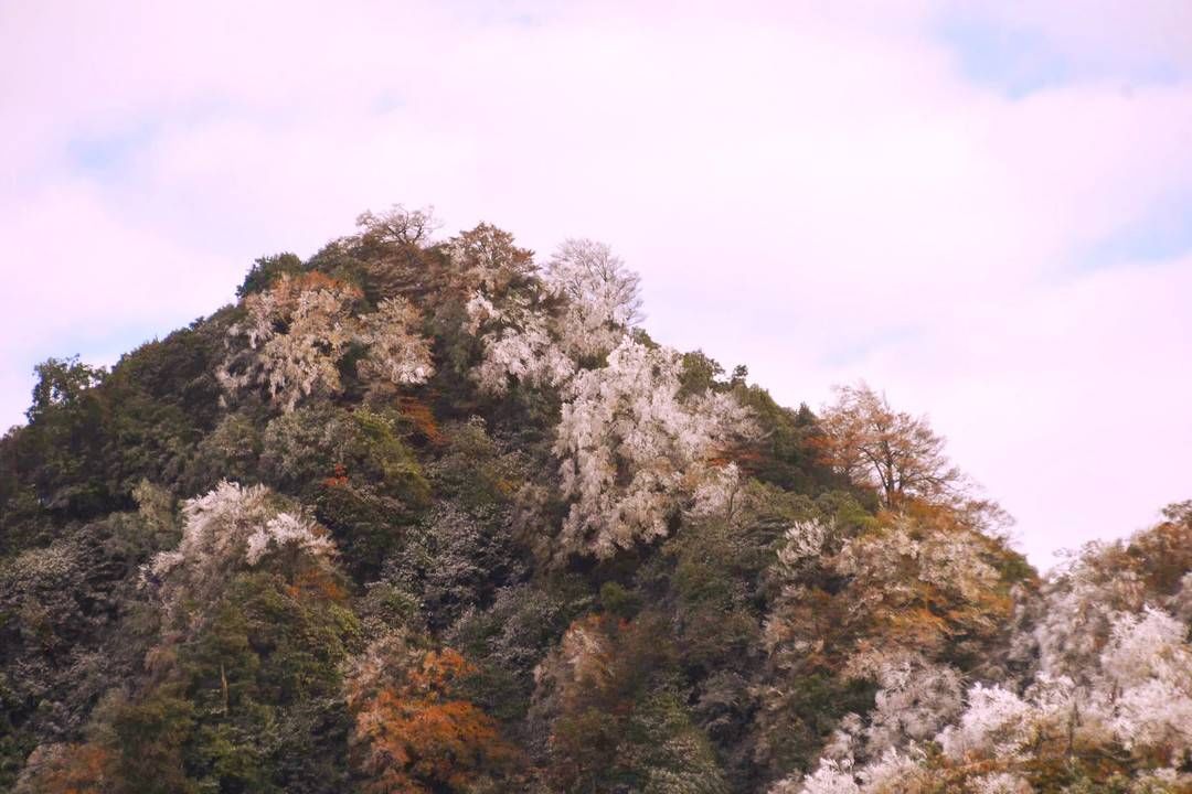 黄荆|美出新境界 四川古蔺黄荆老林立冬雪后现雾凇奇观