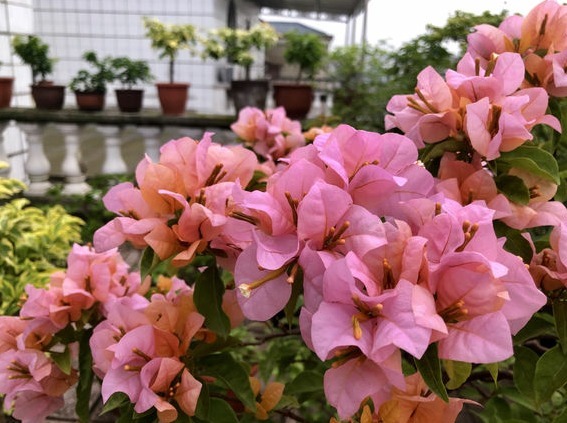 阳台养上8种花,一年四季有花看,新手也能养,打造阳台小花园