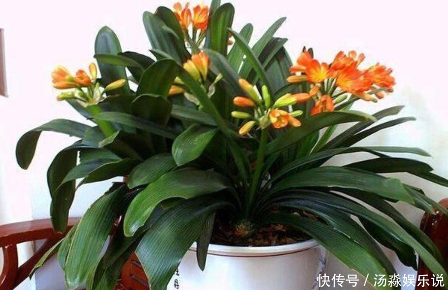 君子兰这样养,一年开花多次,掌握方法很重要!