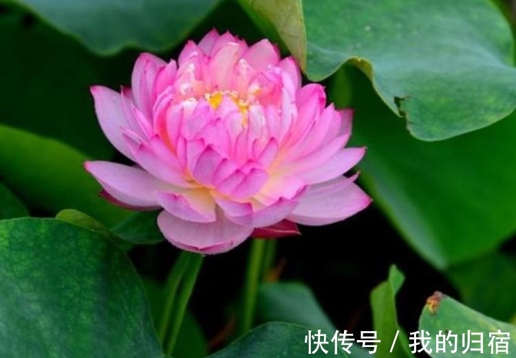 三角梅|4种花现在养刚刚好，沾土就能活，开花就爆盆，不易生病好养护