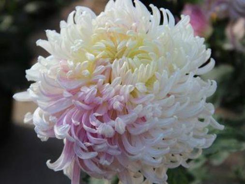 种花|4种花一养就上瘾,种植简单花期超长,开出一片花海