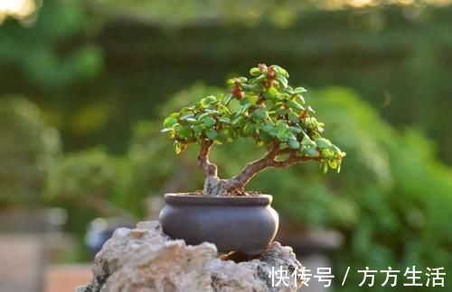 龟背竹|家里养花选它，好养又好看，空气更清新，是盆栽佳品