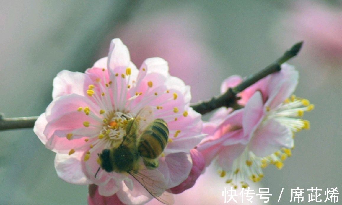 冷蕊@品性孤高自带香,小院深处占年芳《咏梅》七律诗五首(附诗评)