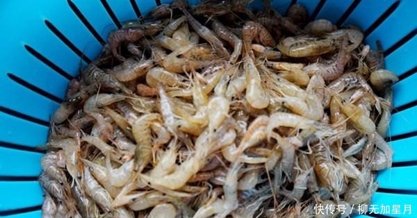 3月,遇到“开春第一鲜”别放过,鲜嫩有营养,再贵也值!