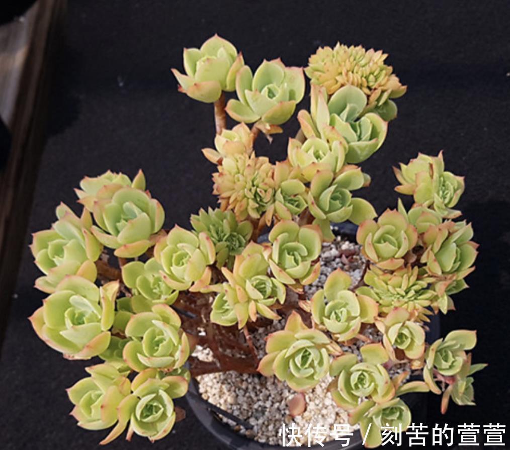 多肉柠檬玫瑰太好养了吧，4个小技巧养出手捧花，颜值超级漂亮