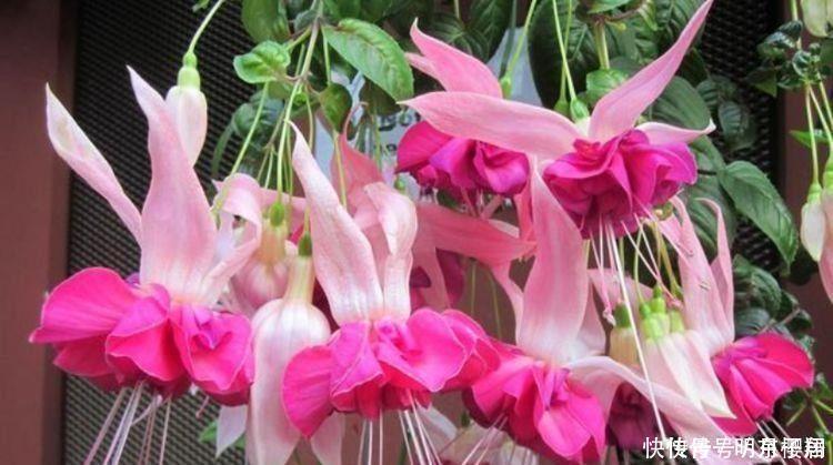 4种花养在家里，净化空气，释放氧气，颜值也不错