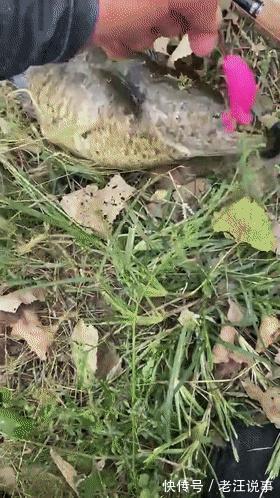 大黑鱼|钓友钓上来一条大黑鱼,没敢带回家,看了看赶紧放了,什么情况