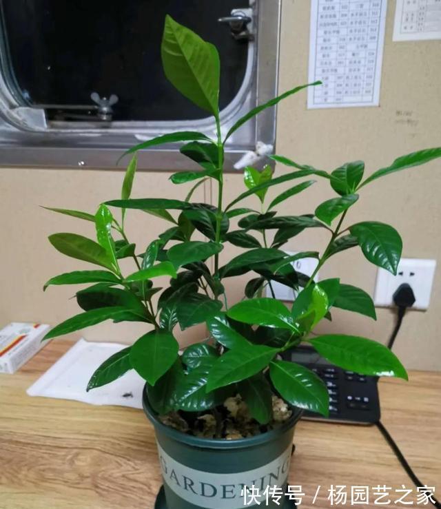 栀子茉莉|栀子茉莉最爱两种水，秋季记得喝，长成老桩盆景，开春冒花苞
