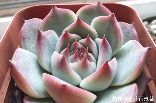 施肥|最萌吉娃娃，给它晒晒阳光，变得又红又嫩！