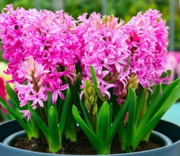 家里阳台必养此款花卉，谁见了都喜欢，花朵漂亮，花开旺！