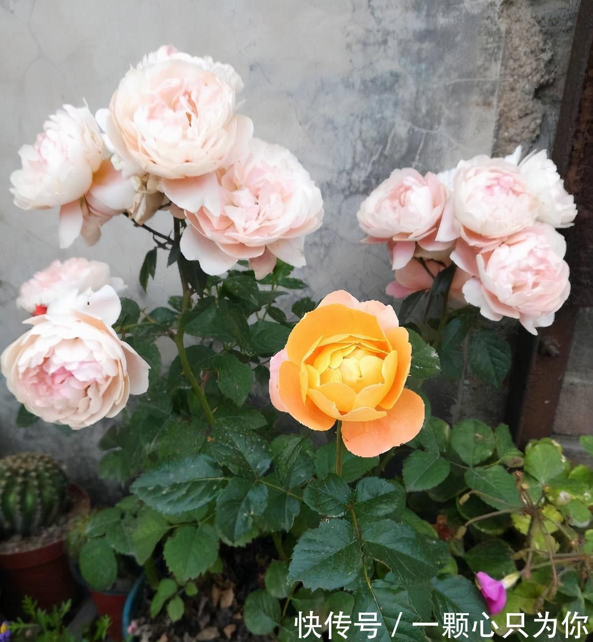 盆栽月季如何修剪？记住2点，更勤花，花型标准又漂亮