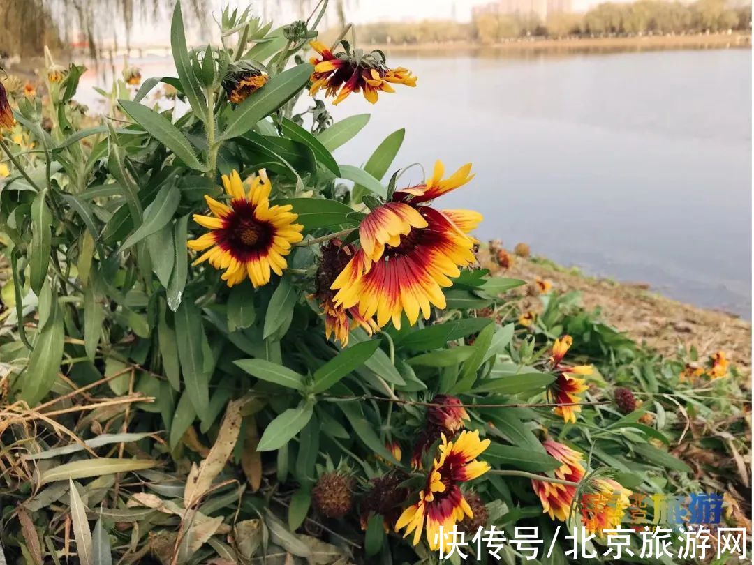 冬景|迎颜值巅峰！京城宝藏冬景实拍，昔日“两岸芦花一钓船”胜景再现~