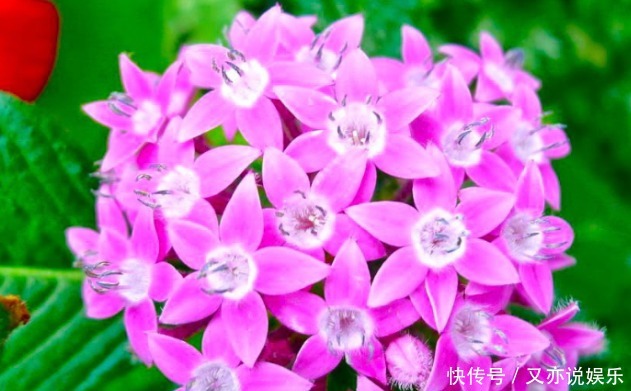 五彩斑斓|新手养护花卉,就养花开似繁星、五彩斑斓的花卉,花开300多天