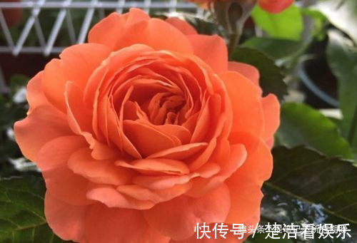 喜欢养玫瑰,就养盆“玫瑰精品”土星王阳台,丰腴婀娜,清香袭人