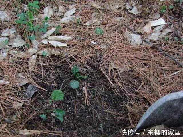 养花旧土别丢，掺入这“3样”，肥得流油不板结，养花太旺了