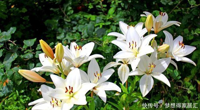 生活中冬天常见的花,都含有毒,养护需小心,摆放有讲究