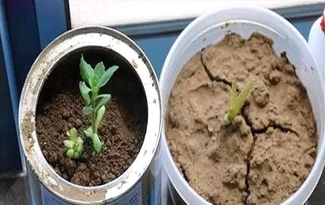 淘米水|养花土“板结”,2种“水水”浇盆里,土壤疏松透气像“面包”