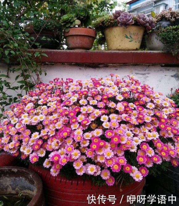 孤零零|3种“掐头花”,娇生惯养不成器,天天修理它,月月爆花球