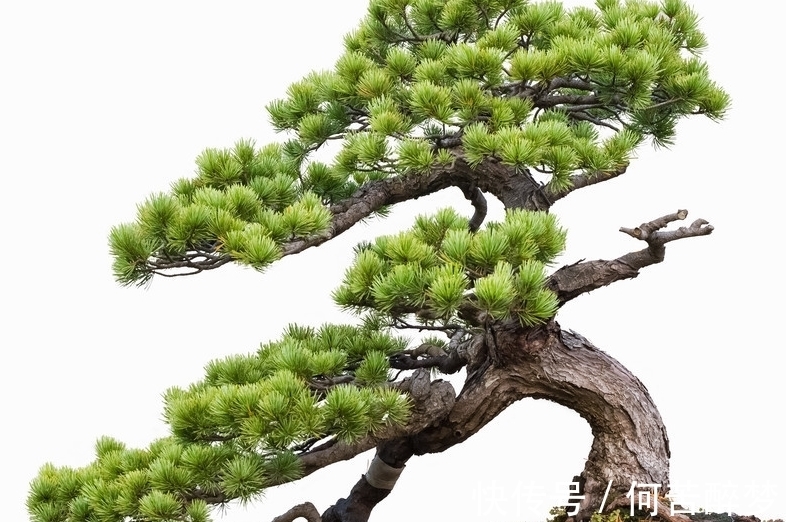 五针松盆景后期究竟如何养护最好,以下四点你可能遗漏