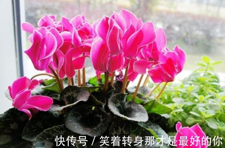 4种高颜值“网红花”,开花漂亮又好养,寓意吉祥,家里养真适合