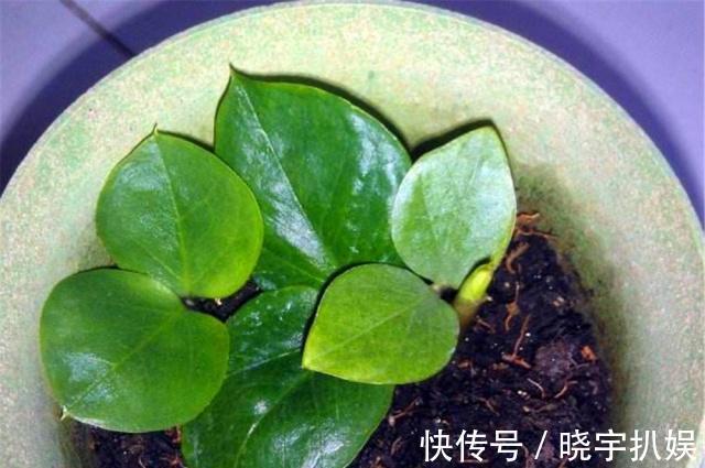 有3种“耐阴树”很好养,掐片叶子“铺”盆里,30天长成小绿树!