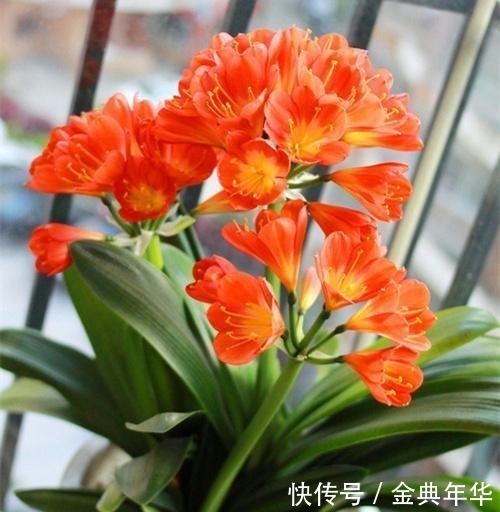 黄豆|什么啤酒水、黄豆水都不如一把“它”,盆里埋一点,啥花都爆盆