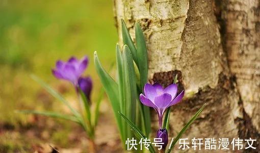 春桃|桃花缤纷，桃花遍地，敞开真心，春桃浪漫，桃花多姿