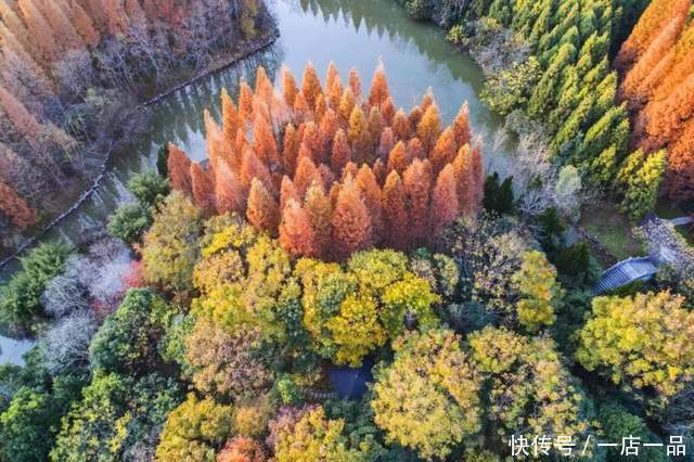 美景|「美景」东平国家森林公园迎来最佳赏叶季，错过还要等一年