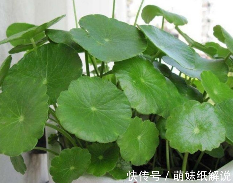 “3种绿植”养家里,漂亮养眼,关键特别好养护,空气清新心情好