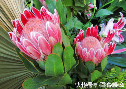自然界|富丽堂皇的帝王花,这才是自然界的花中之王