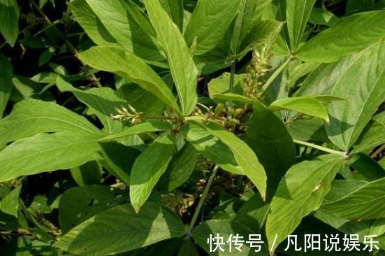 骨络|农村这种野草，是“百骨圣手”，舒经络，治风湿，你见过吗