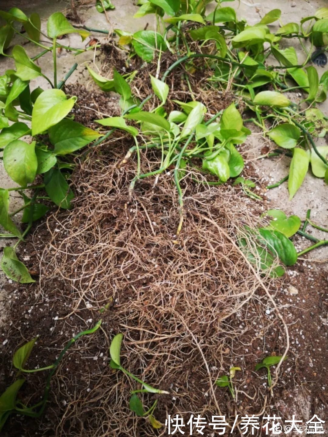 蝴蝶兰|7种花，立秋后换盆，秋冬才能越养越好