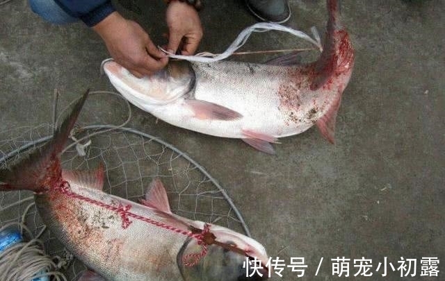 四大家鱼之一的鲢鱼,为什么不受老百姓待见,钓鱼人又如何对待?