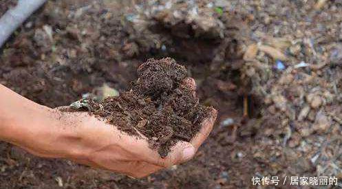 中药|君子兰用这个土来养，根系肥壮，叶子又厚又亮，花开的越来越多