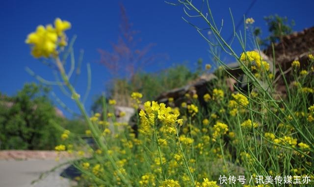 自驾游常馨谷：追寻春天最后一抹油菜花