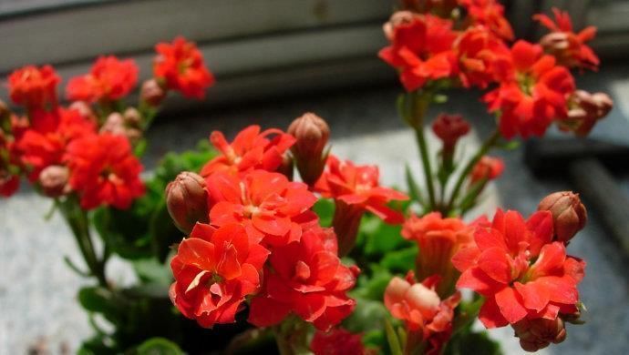 养了一两年的花都不开兑点这水一浇，花多得撑爆了盆