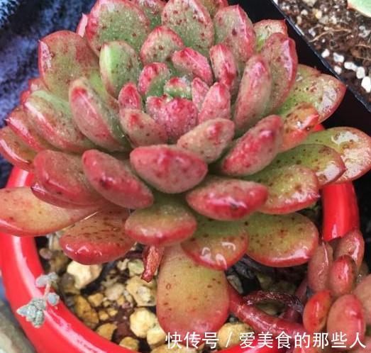 多肉叶片长黑色斑点后应该怎么办