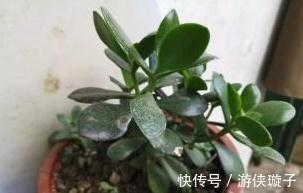 3种花冻伤不要扔，教你此样做，快速恢复生机，很有观赏性