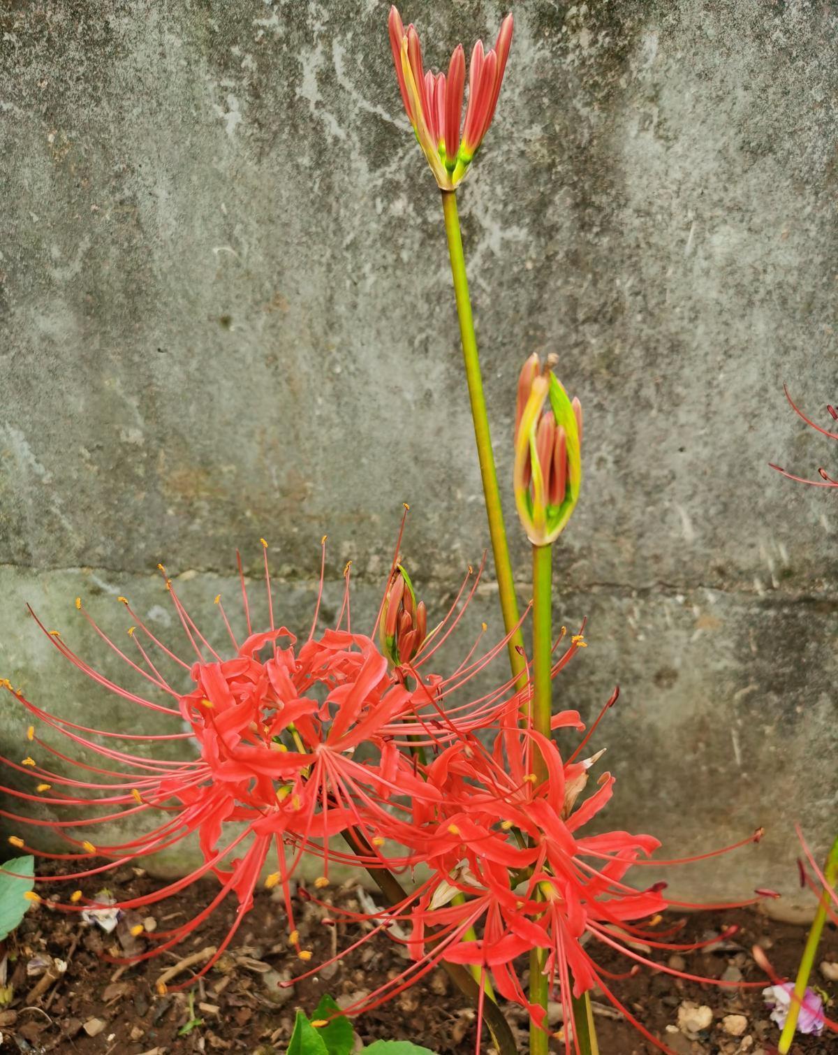 花朵|5种花都说不吉利，我却养了一大盆，每年开花都美翻了