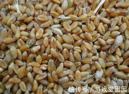 小麦在家种,7天长出苗,炒成菜别提有多好吃了