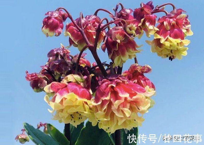 它的花像红灯笼,是年宵花“新宠”,现在养一盆,春节开花到五一