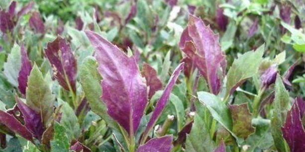 每天晚上多吃3種食物，美容養(yǎng)顏、滋潤(rùn)肌膚，好處多多