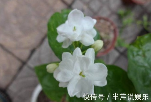 茉莉|邻居养了一株笔尖茉莉,香味蹿进了左邻右舍,太好闻了!